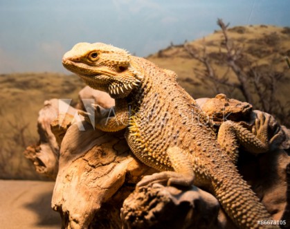 Picture of Bearded dragon